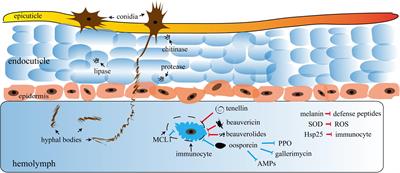 The Toxins of Beauveria bassiana and the Strategies to Improve Their Virulence to Insects